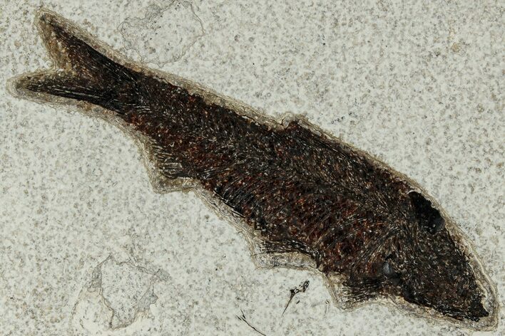 Detailed Fossil Fish (Knightia) - Wyoming #327832